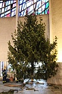 Der aufgerichtete Weihnachtsbaum